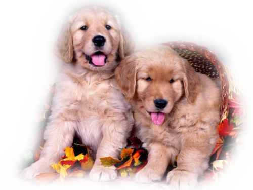 őszi állatok_141.png